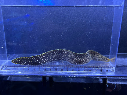 ワカウツボ