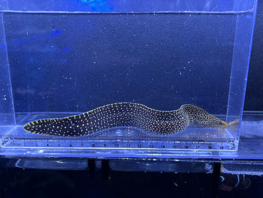ワカウツボ