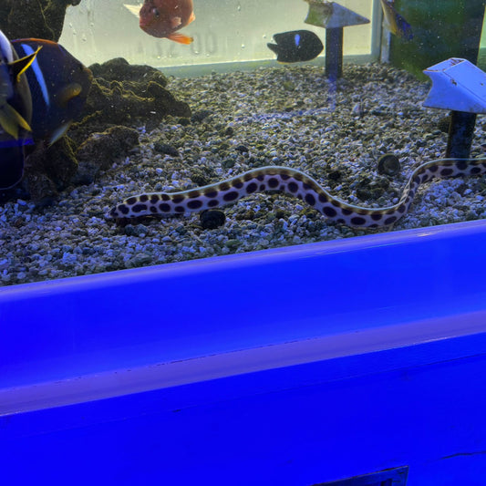 モヨウモンガラドオシ