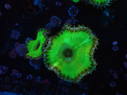 サンゾアシッド