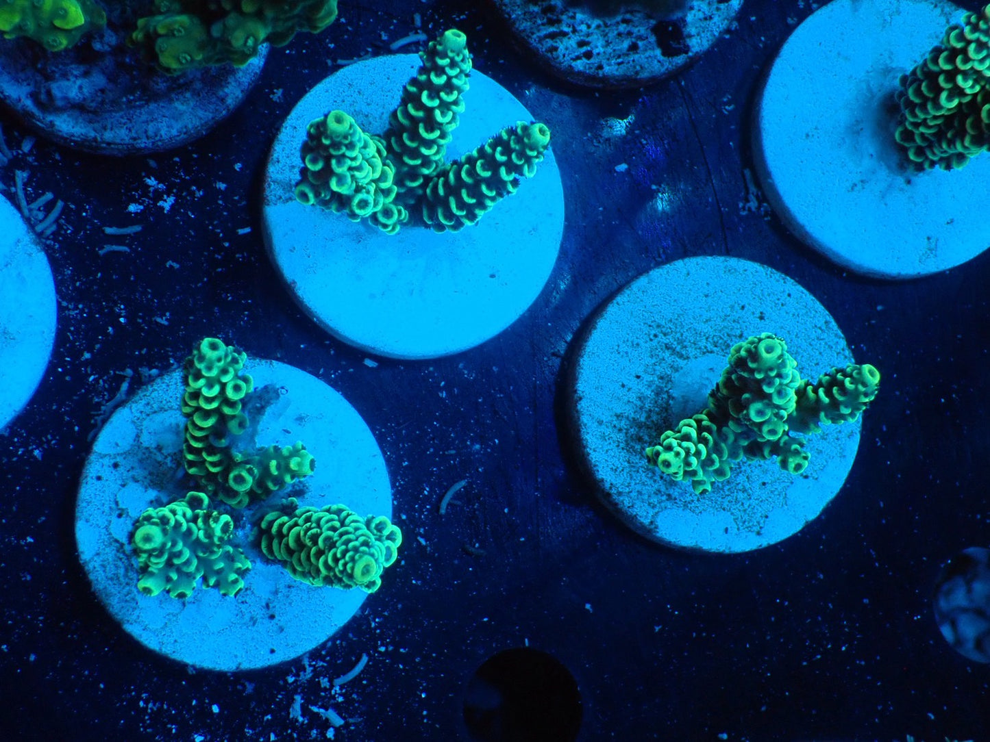 ミドリイシフラグ04