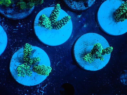 ミドリイシフラグ04