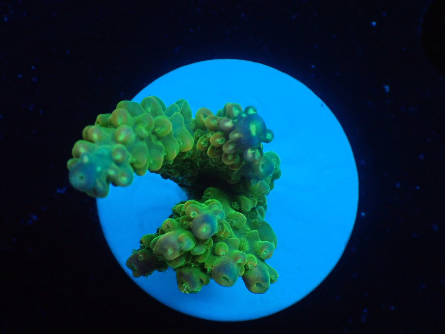 ミドリイシフラグ09