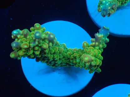 ミドリイシフラグ09