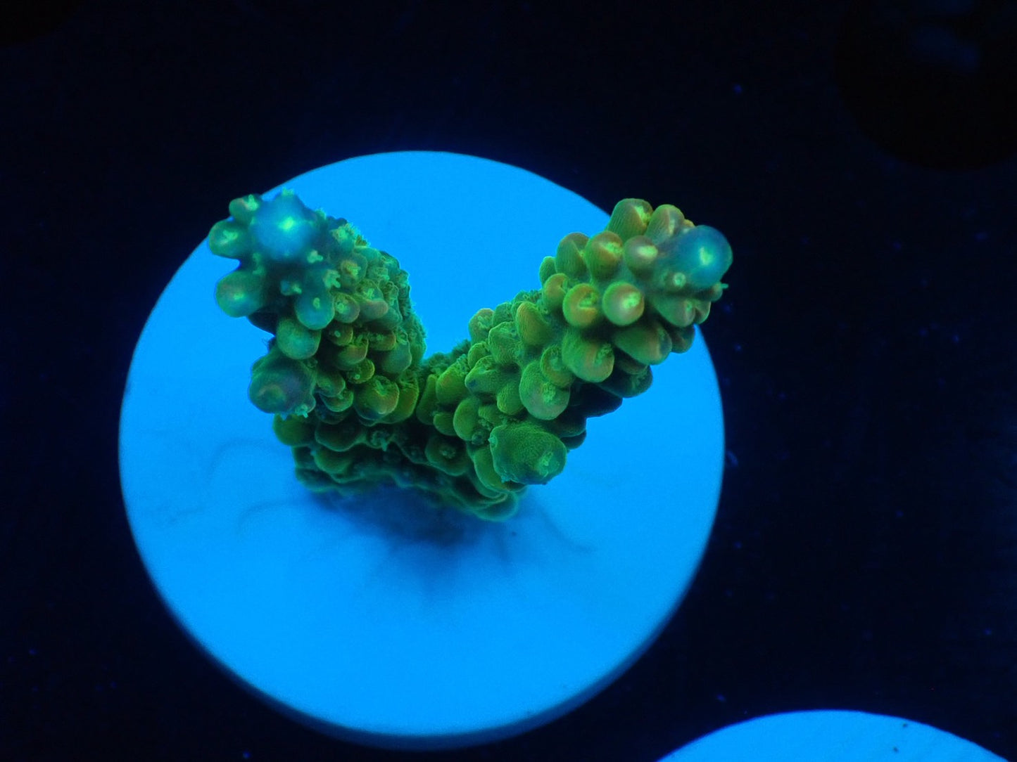 ミドリイシフラグ09