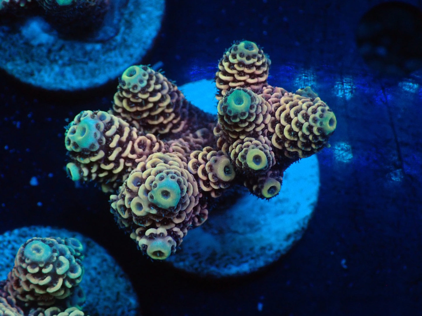 ミドリイシフラグ03