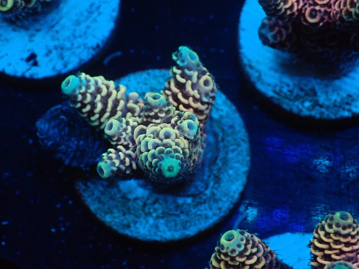 ミドリイシフラグ03