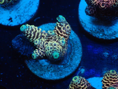 ミドリイシフラグ03