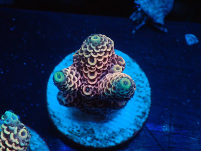 ミドリイシフラグ03