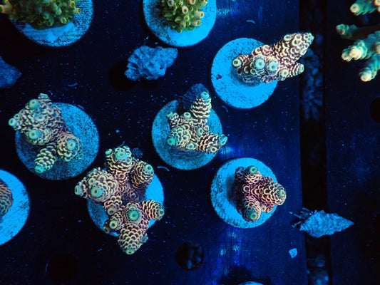 ミドリイシフラグ03