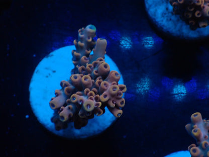 ミドリイシフラグ06