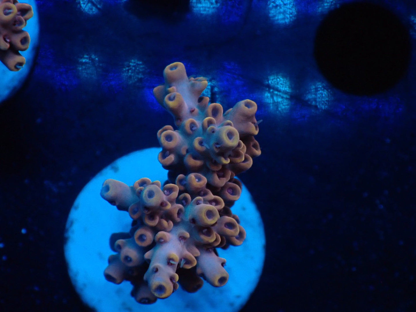 ミドリイシフラグ06