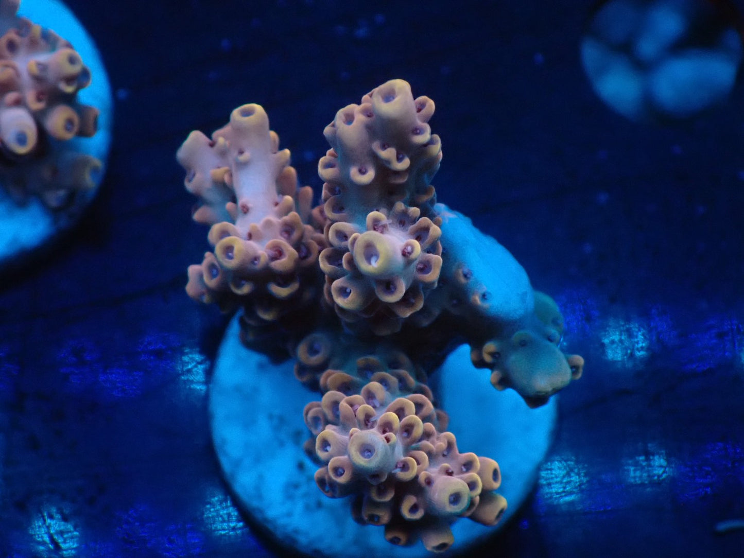 ミドリイシフラグ06