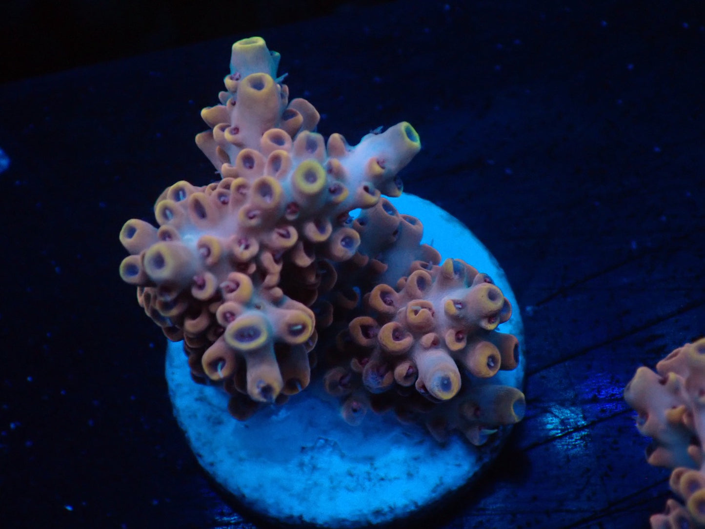 ミドリイシフラグ06