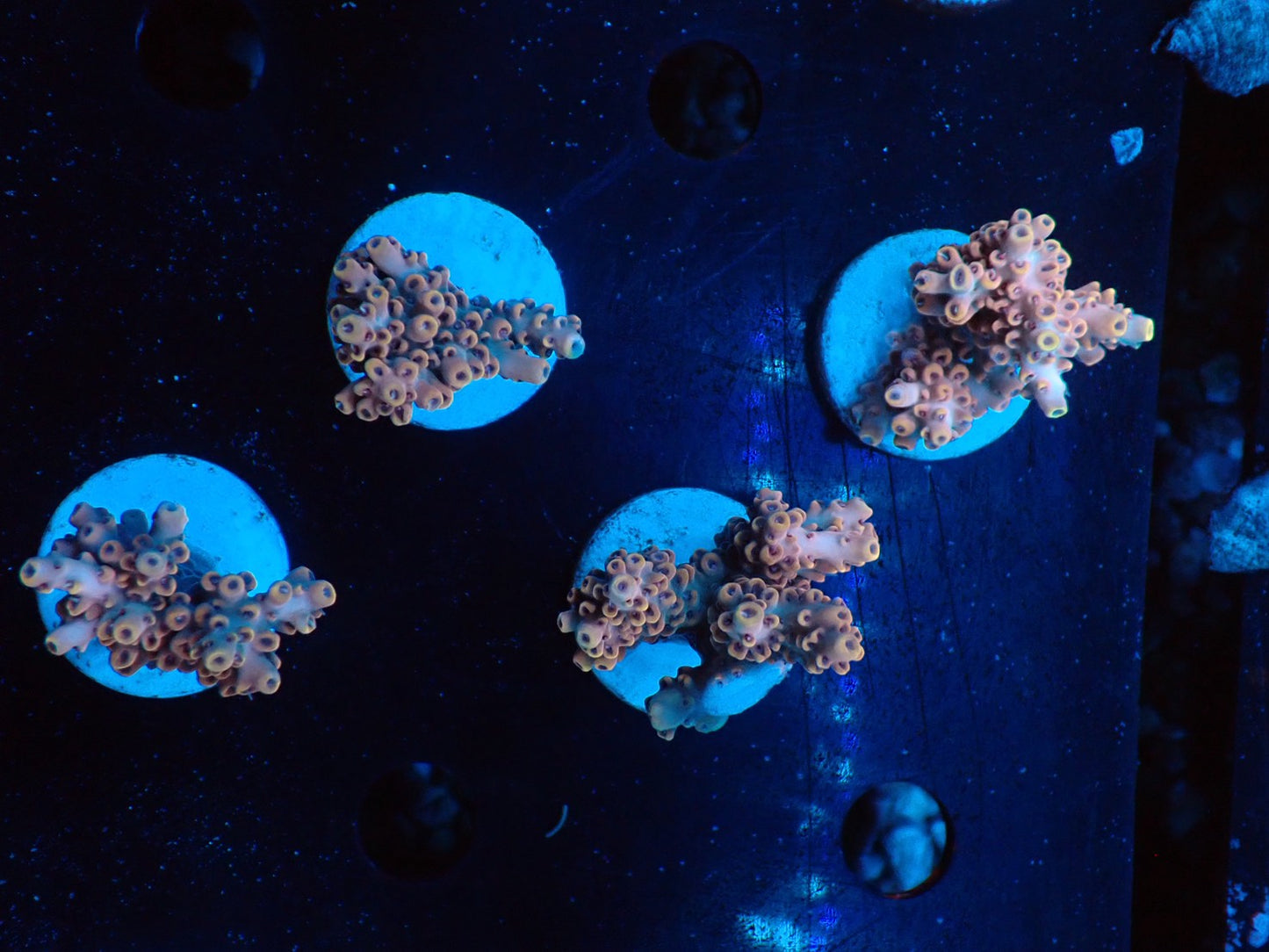 ミドリイシフラグ06