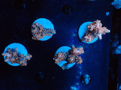 ミドリイシフラグ06