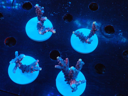 ミドリイシフラグ08