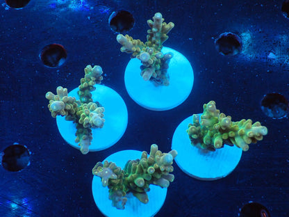 ミドリイシフラグ10