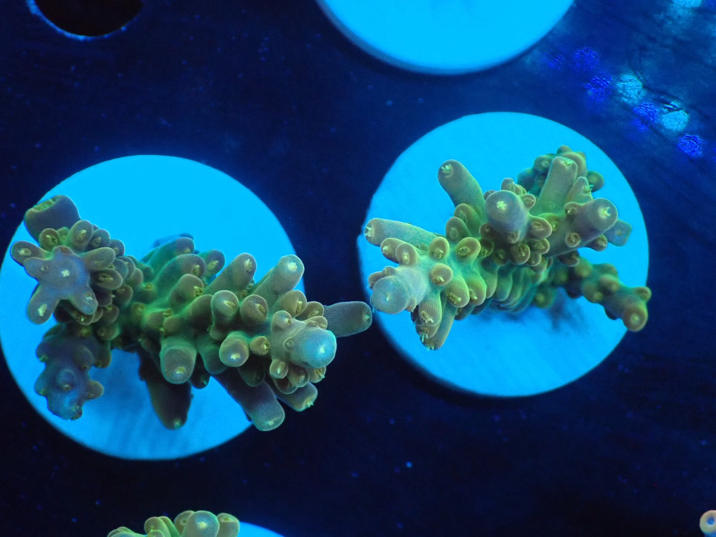 ミドリイシフラグ10