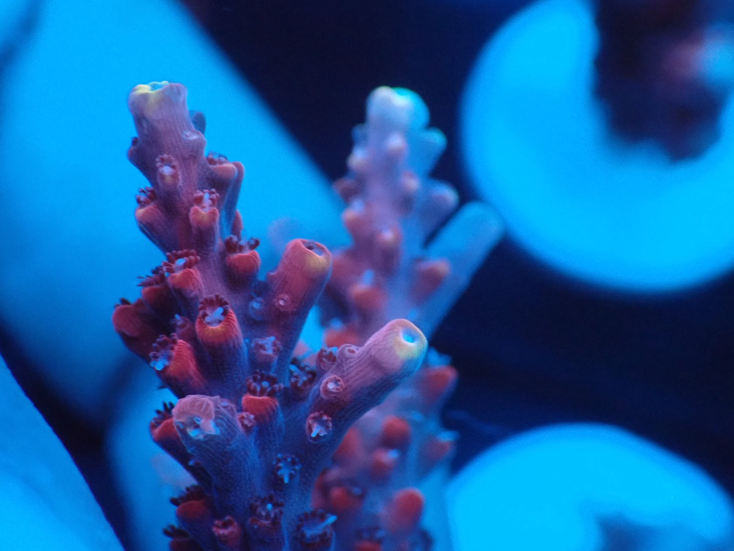 ミドリイシフラグ08