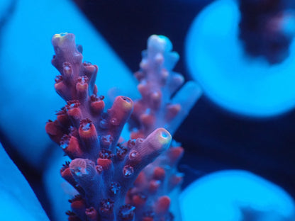 ミドリイシフラグ08