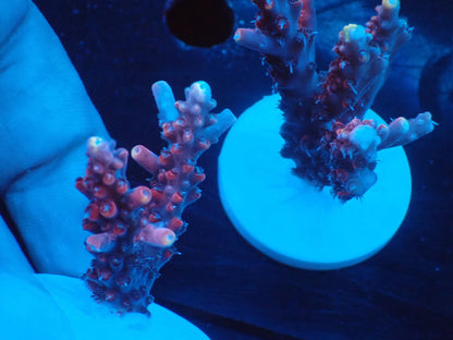 ミドリイシフラグ08