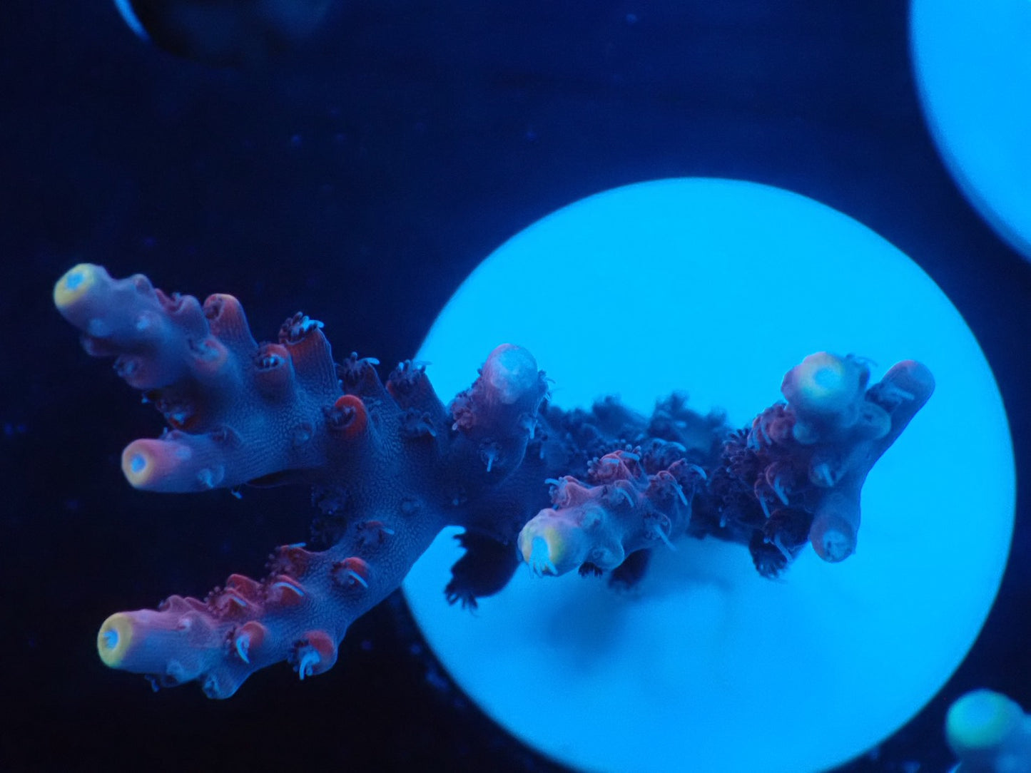 ミドリイシフラグ08