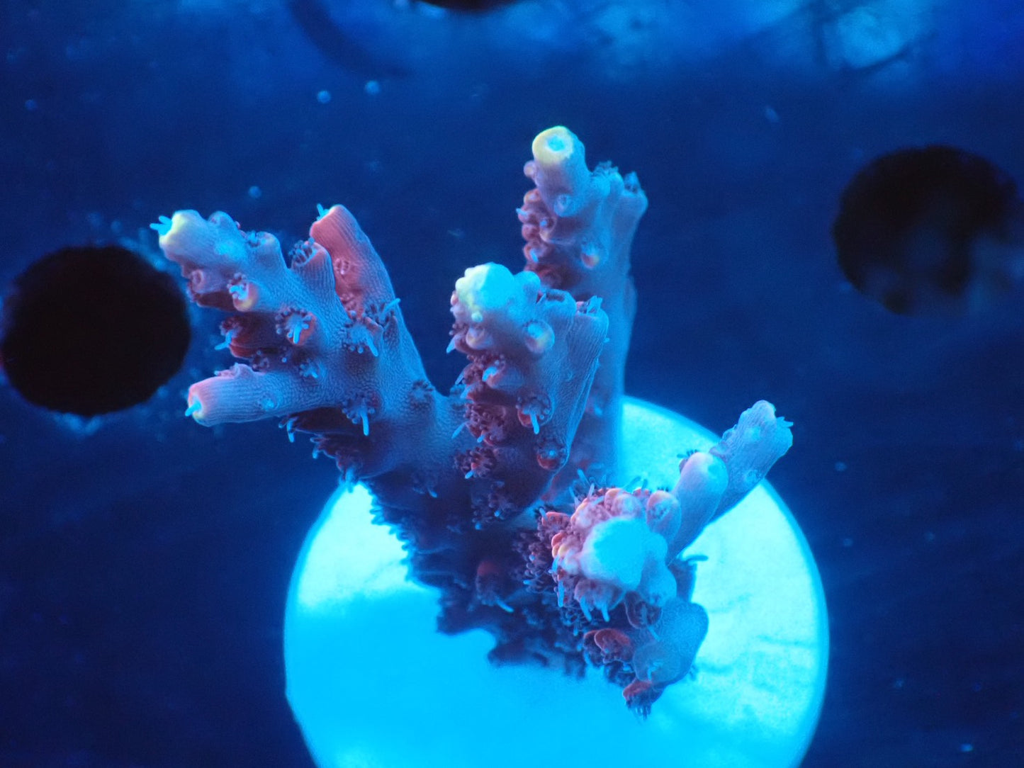 ミドリイシフラグ08