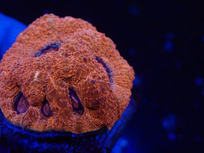 オーストラリア産ボアバンキ3