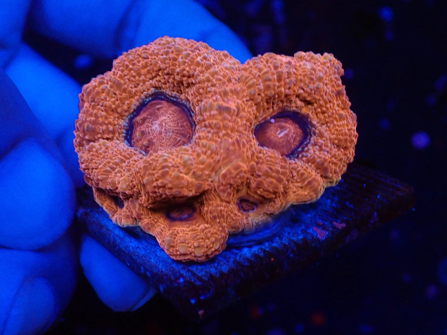 オーストラリア産ボアバンキ3