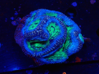 オーストラリア産ボアバンキ9