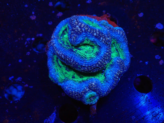 オーストラリア産ボアバンキ9