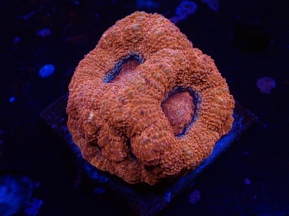 オーストラリア産ボアバンキ3