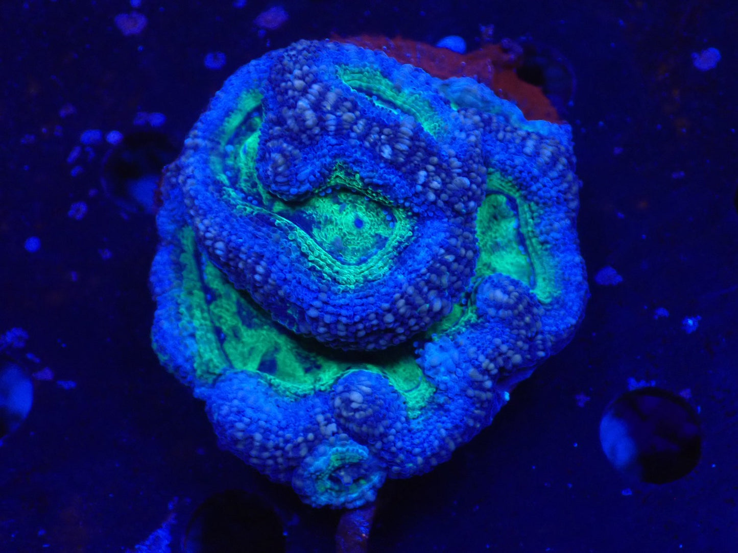 オーストラリア産ボアバンキ9