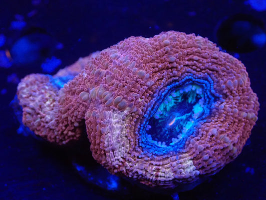 オーストラリア産ボアバンキ10