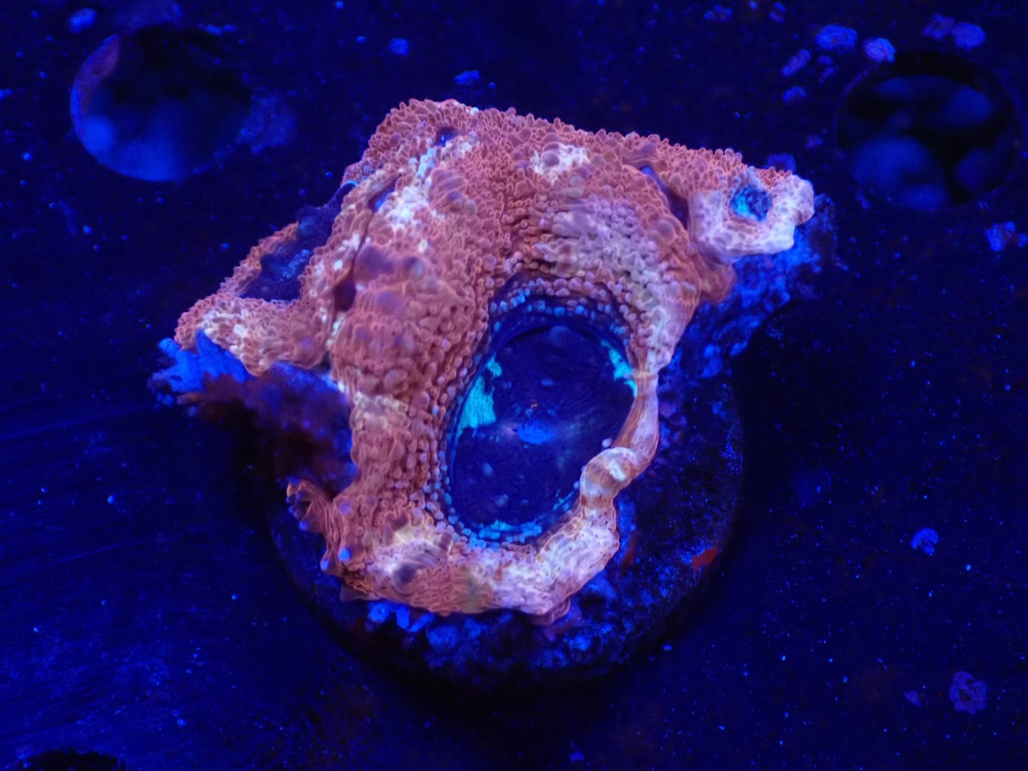 オーストラリア産ボアバンキ2