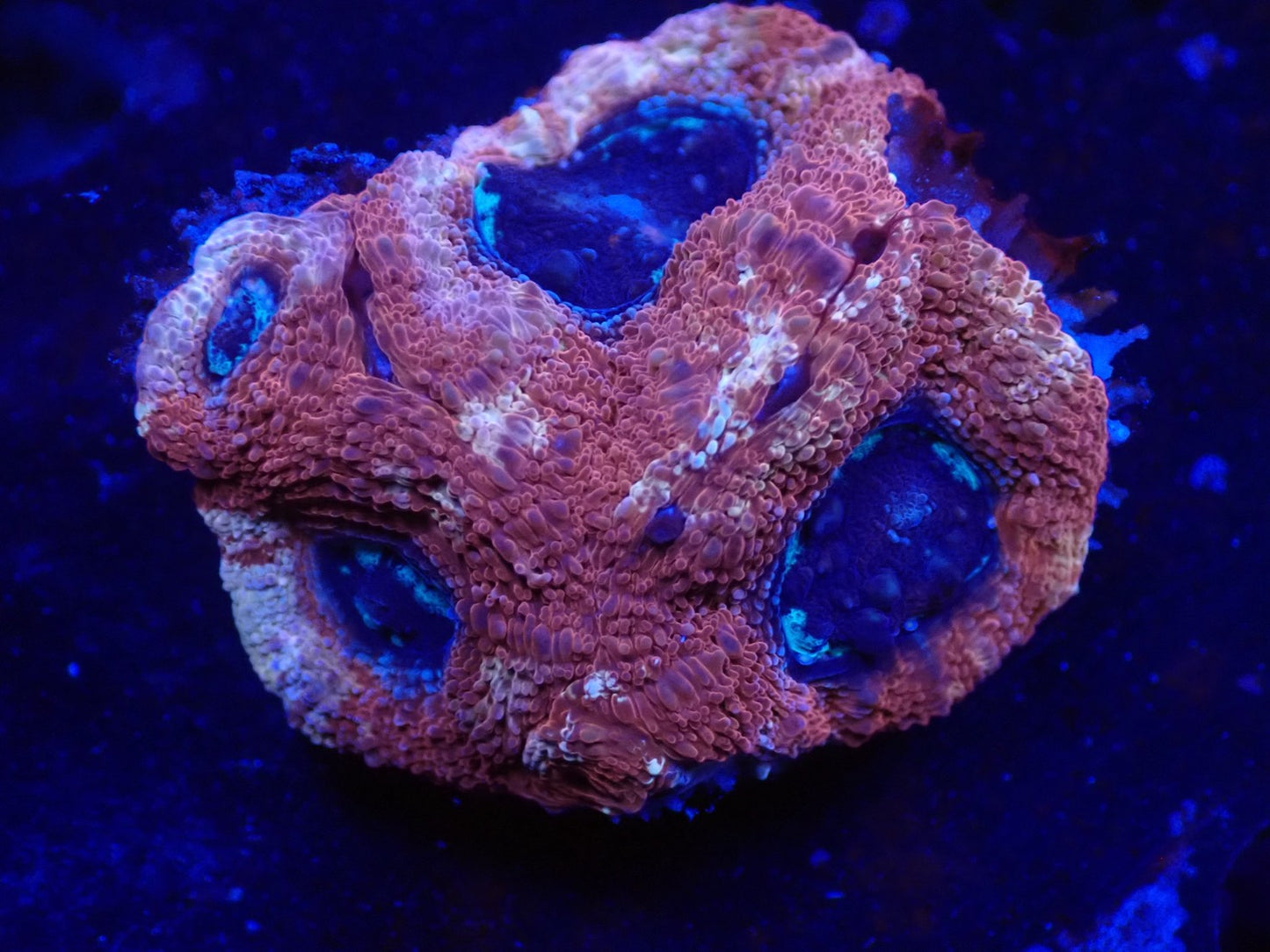 オーストラリア産ボアバンキ2