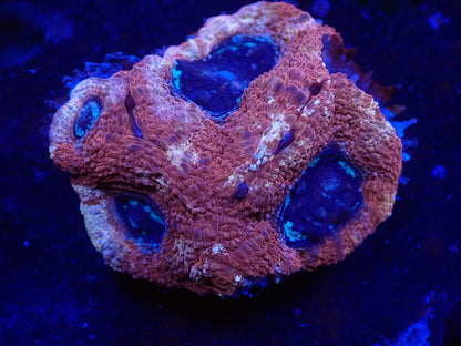 オーストラリア産ボアバンキ2