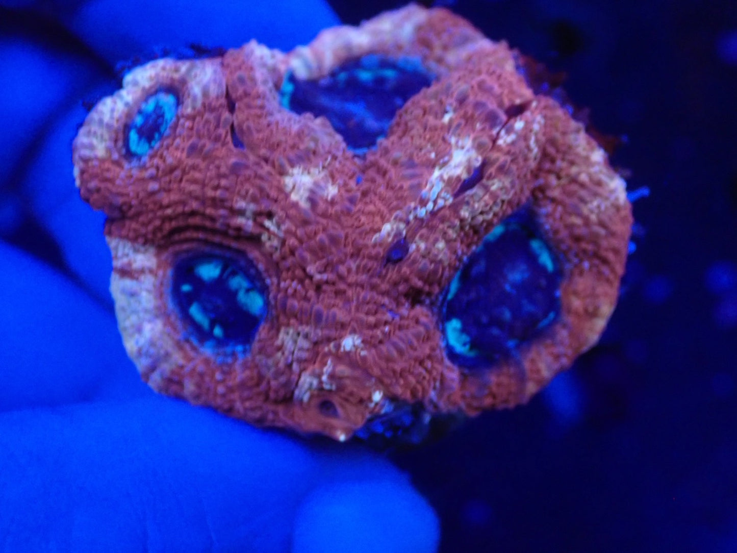 オーストラリア産ボアバンキ2