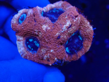 オーストラリア産ボアバンキ2