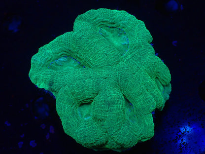 オーストラリア産ボアバンキ7