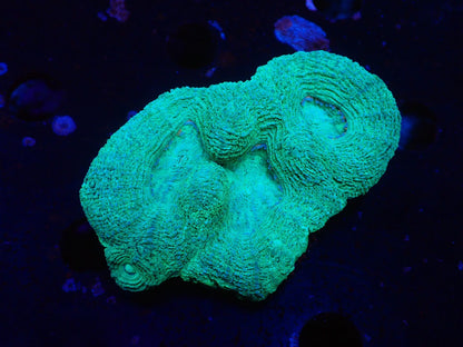 オーストラリア産ボアバンキ8