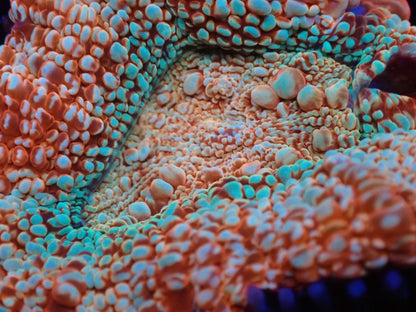 オーストラリア産ボアバンキ6