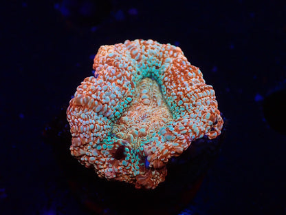 オーストラリア産ボアバンキ6