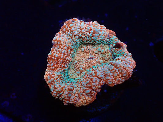 オーストラリア産ボアバンキ6