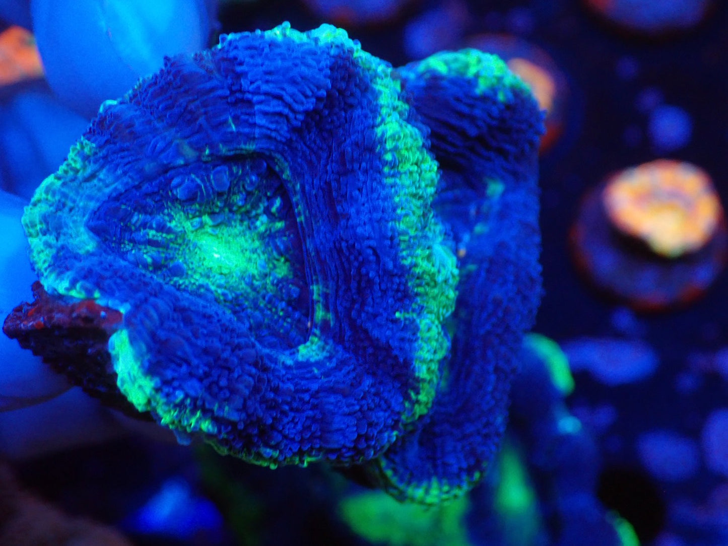 オーストラリア産ボアバンキ4