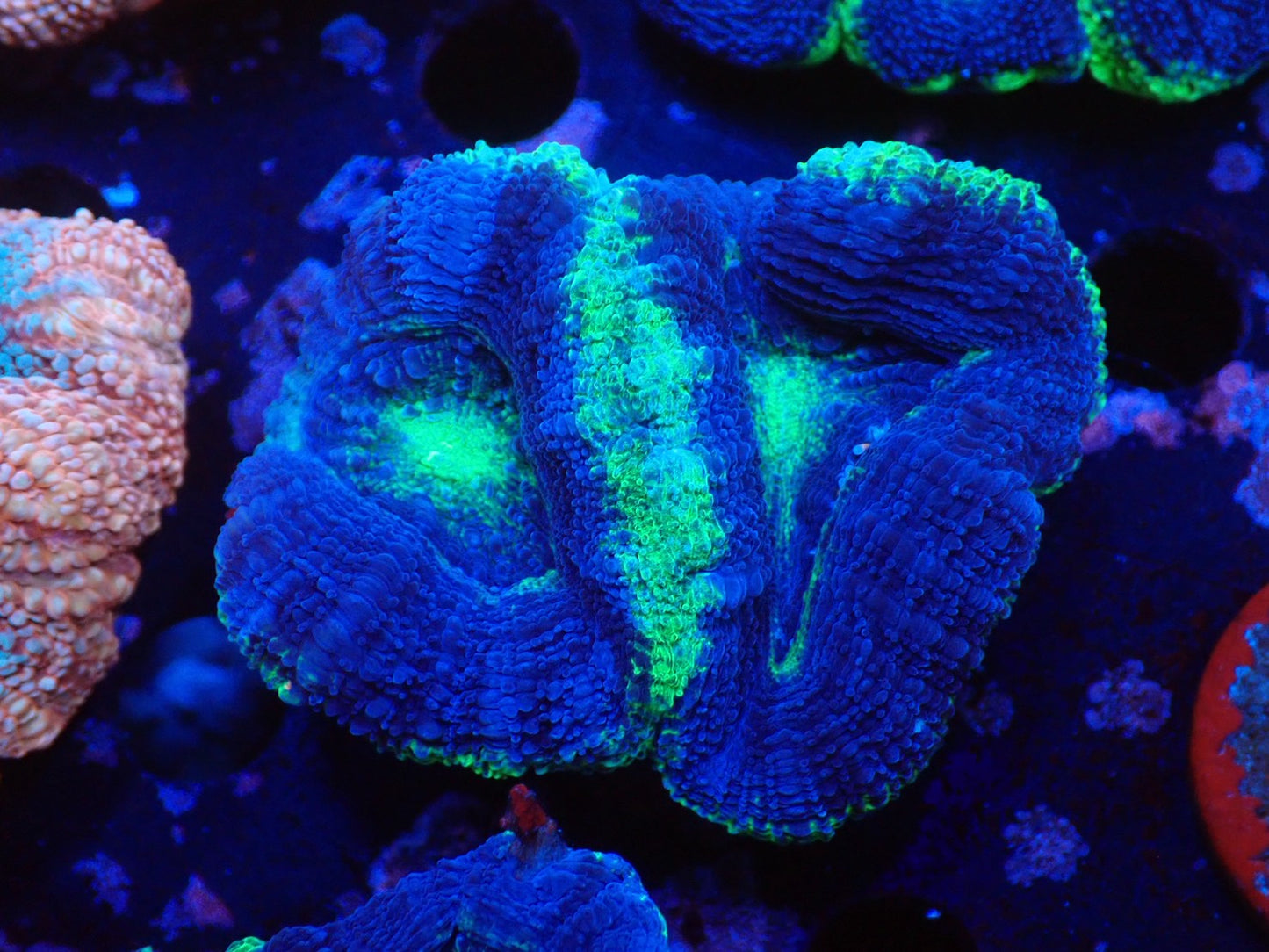 オーストラリア産ボアバンキ4