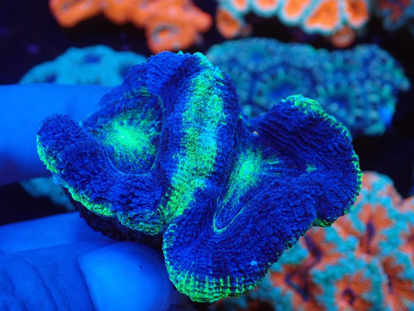 オーストラリア産ボアバンキ4