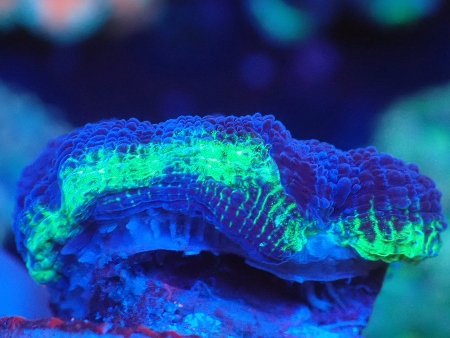 オーストラリア産ボアバンキ1