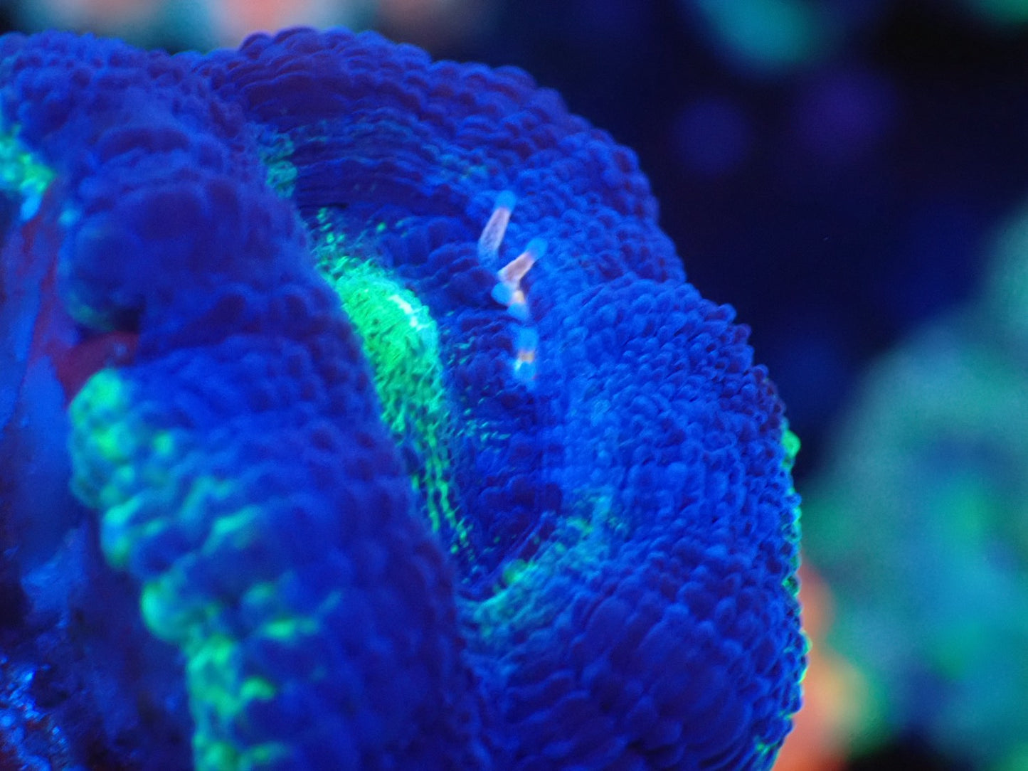 オーストラリア産ボアバンキ1